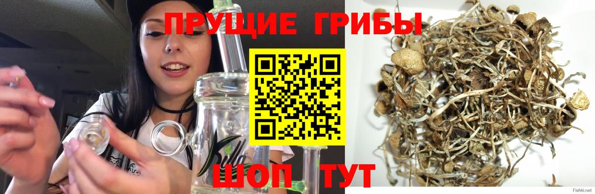 Псилоцибиновые грибы MAGIC MUSHROOMS  Галлюциногенные грибы GOLDEN TEACHER  Вход с VPN  Владимир 